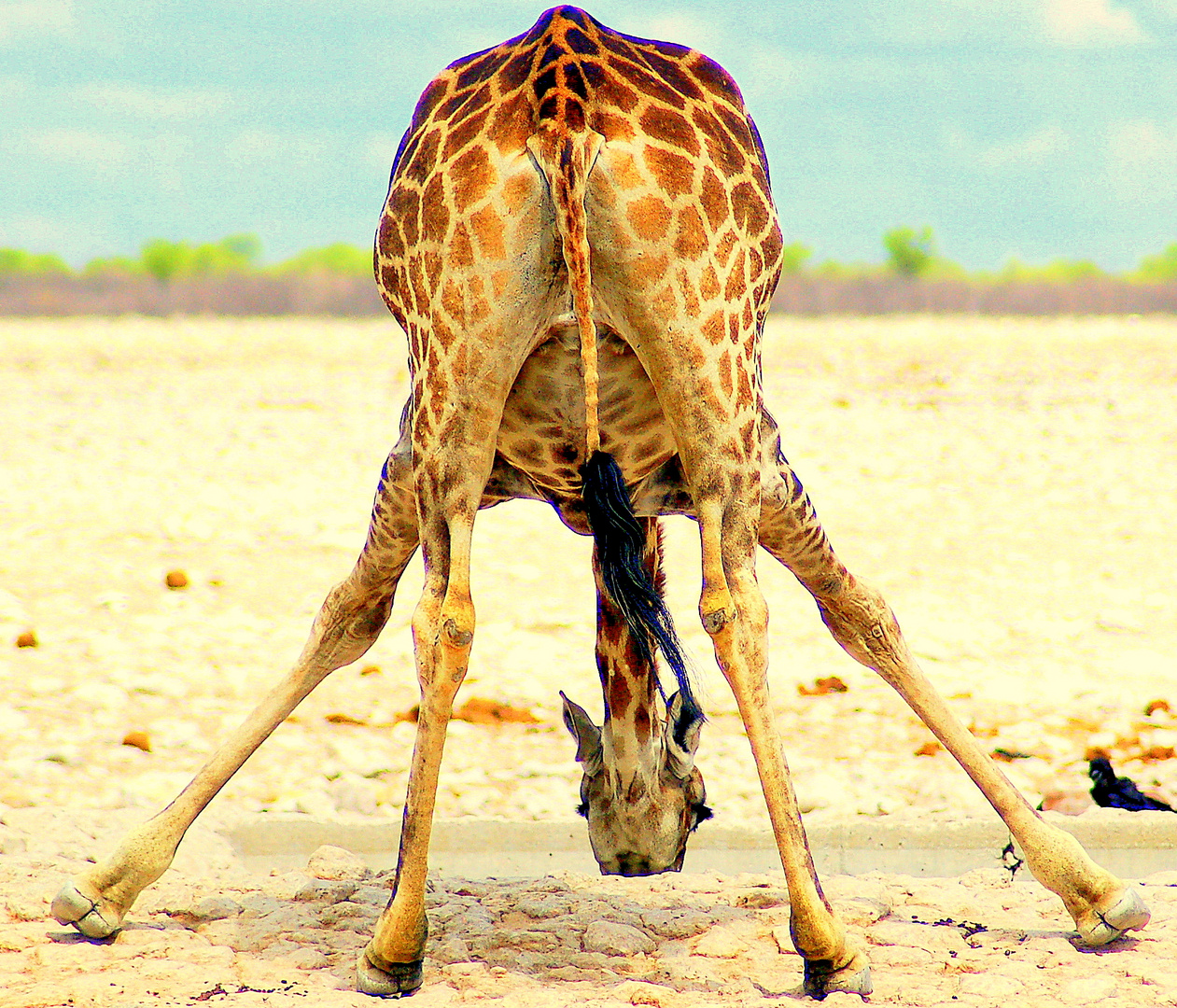 Giraffe an der Tränke