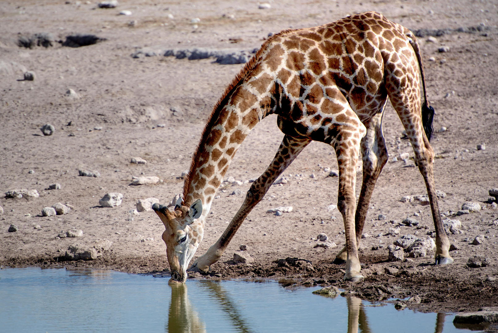 Giraffe an der Tränke