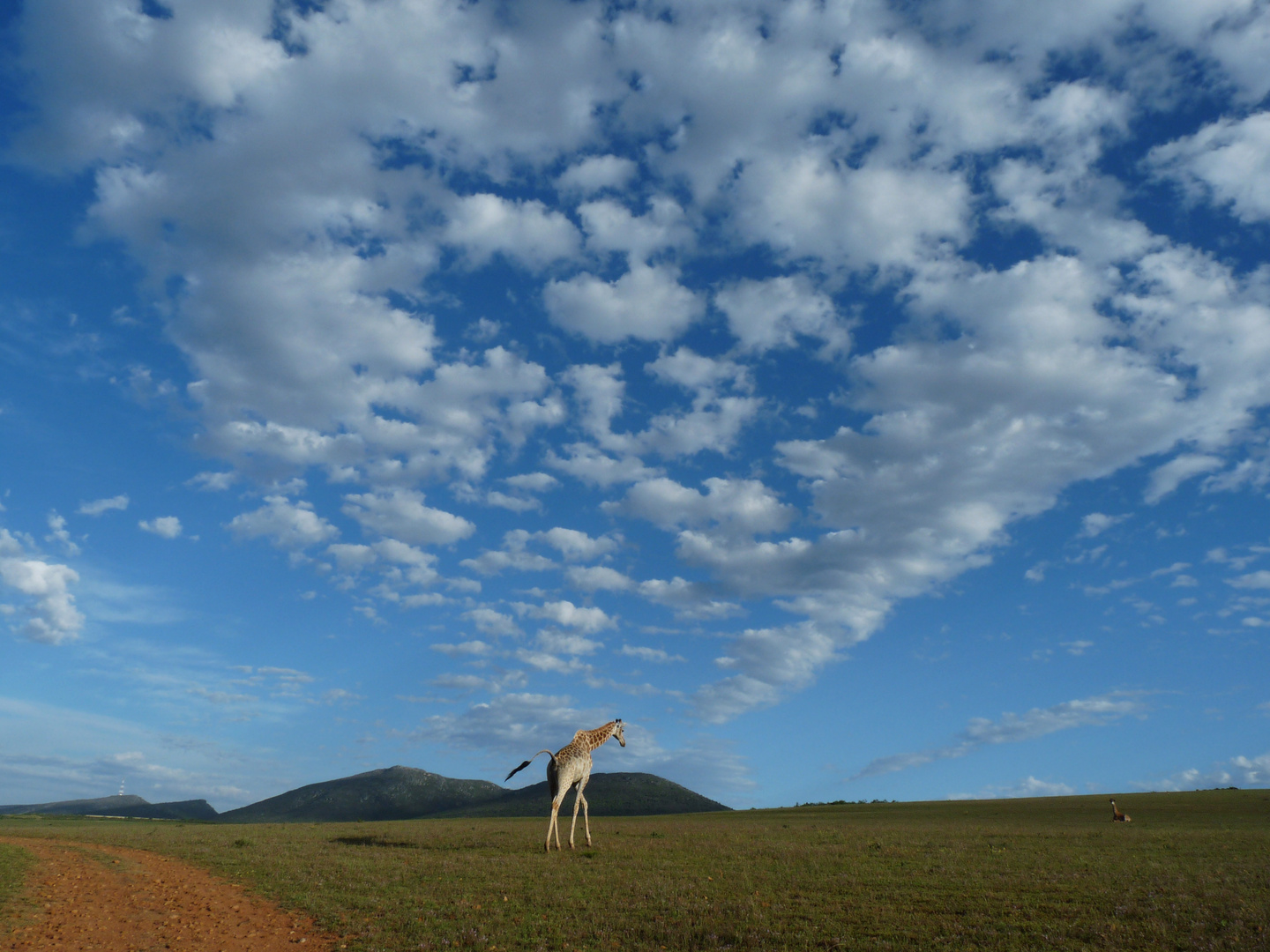 Giraffe and clouds