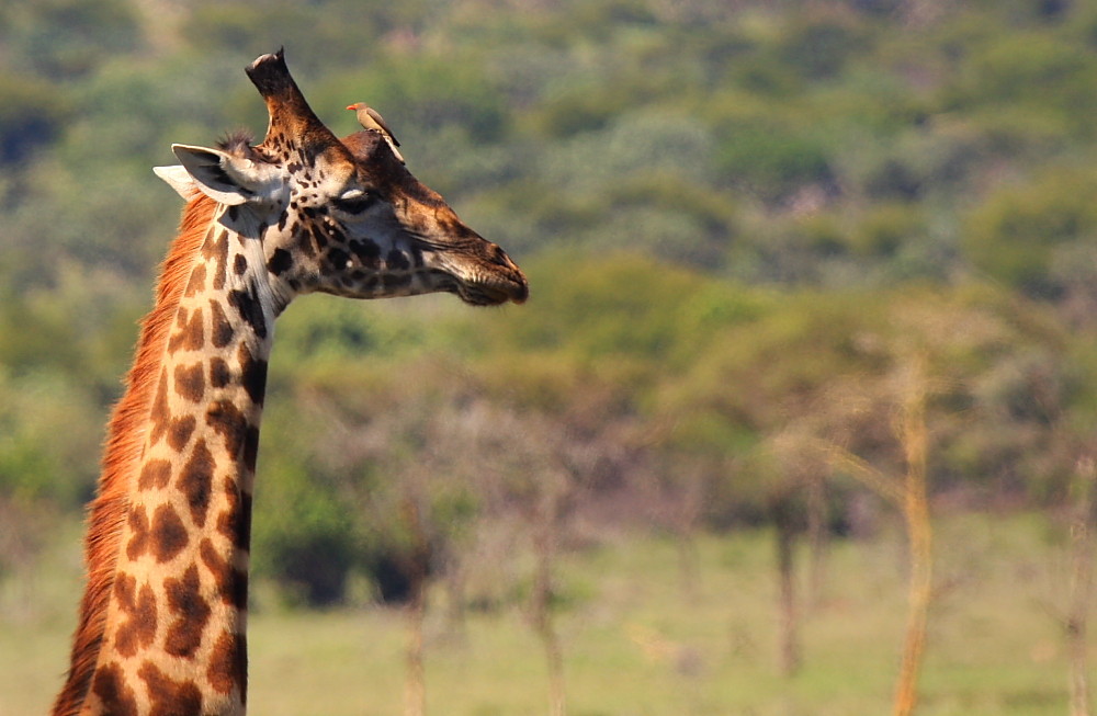 Giraffe and little pal.