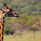 Giraffe and little pal.