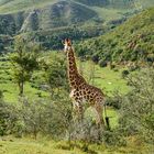 Giraffe, Angolan.............DSC_4511