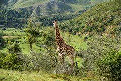 Giraffe, Angolan.............DSC_4511