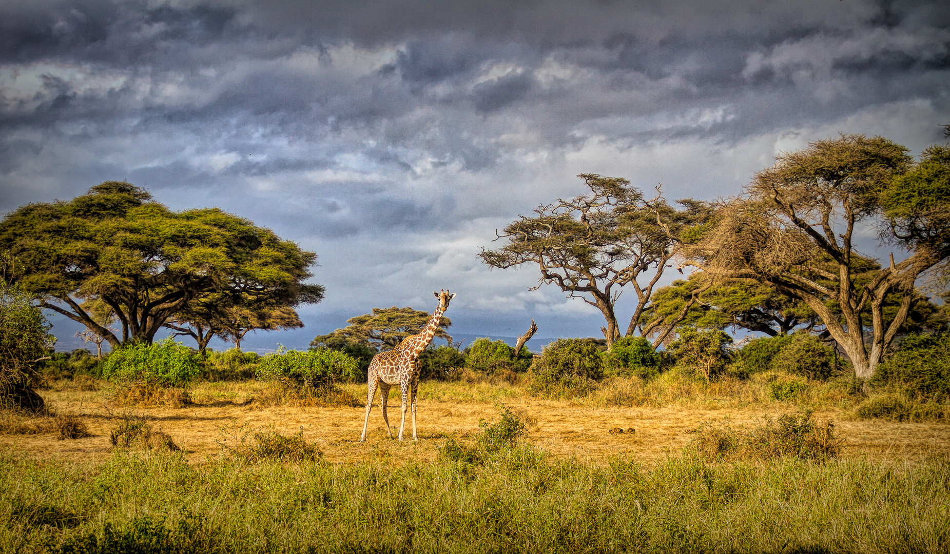 Giraffe at Amboseli 