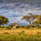 Giraffe at Amboseli 