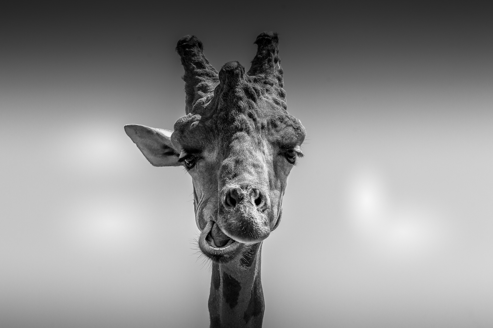 Giraffe at Attica Zoological Park / Spata