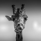 Giraffe at Attica Zoological Park / Spata