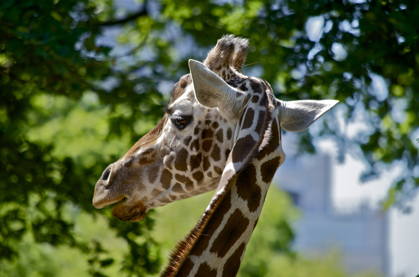 Giraffe at Berlin Zoo