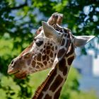 Giraffe at Berlin Zoo