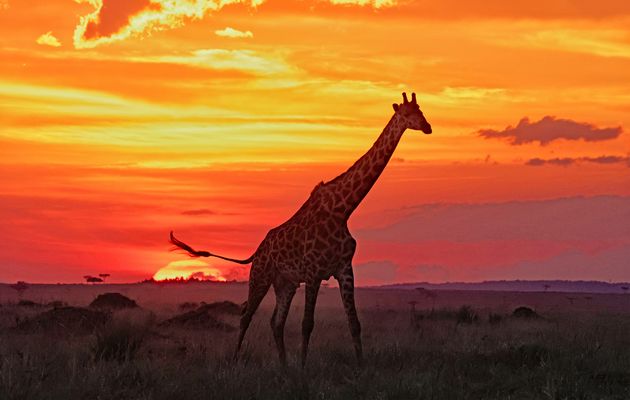 Giraffe at sunset