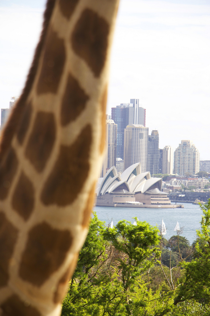 Giraffe at TarongaZoo in front of Sydney's skyline