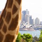 Giraffe at TarongaZoo in front of Sydney's skyline