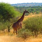 Giraffe auf Achse
