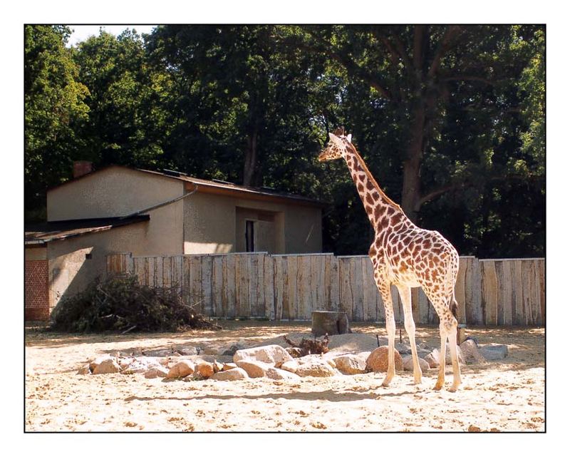 Giraffe auf dem Weg zum Futter