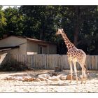 Giraffe auf dem Weg zum Futter