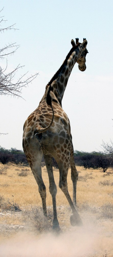 Giraffe auf der Flucht