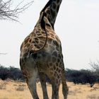 Giraffe auf der Flucht