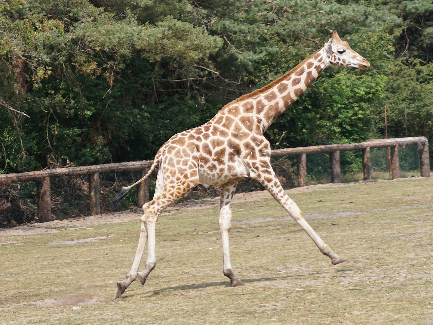 Giraffe auf der Flucht 