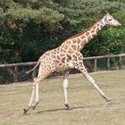 Giraffe auf der Flucht 