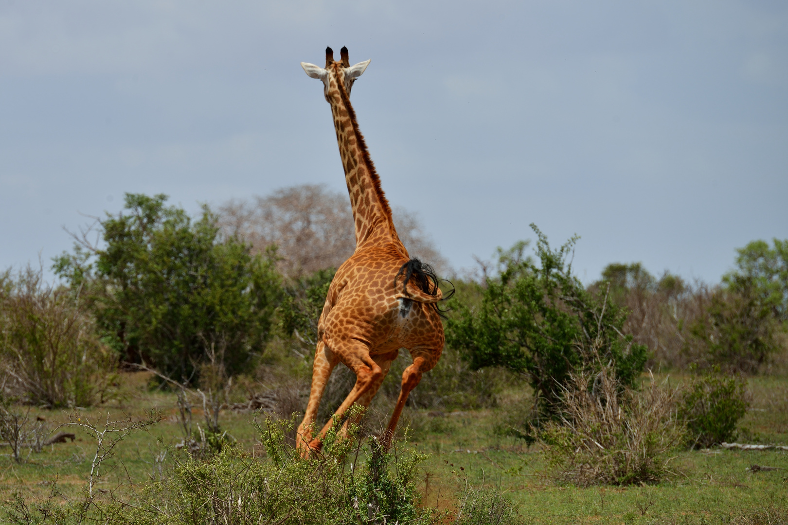 Giraffe auf der Flucht