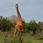 Giraffe auf der Flucht
