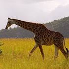 Giraffe auf Futtersuche