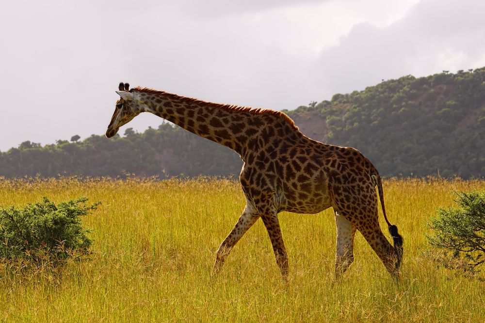 Giraffe auf Futtersuche