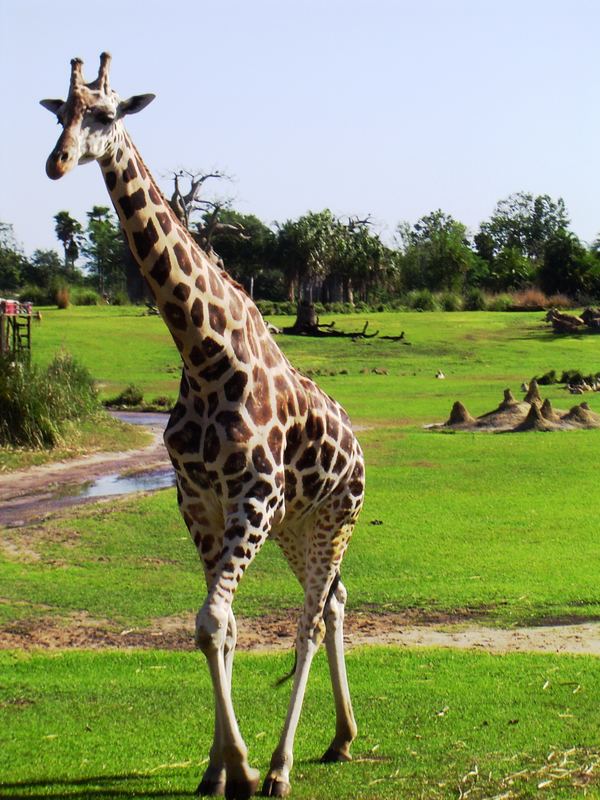 Giraffe auf Safari...