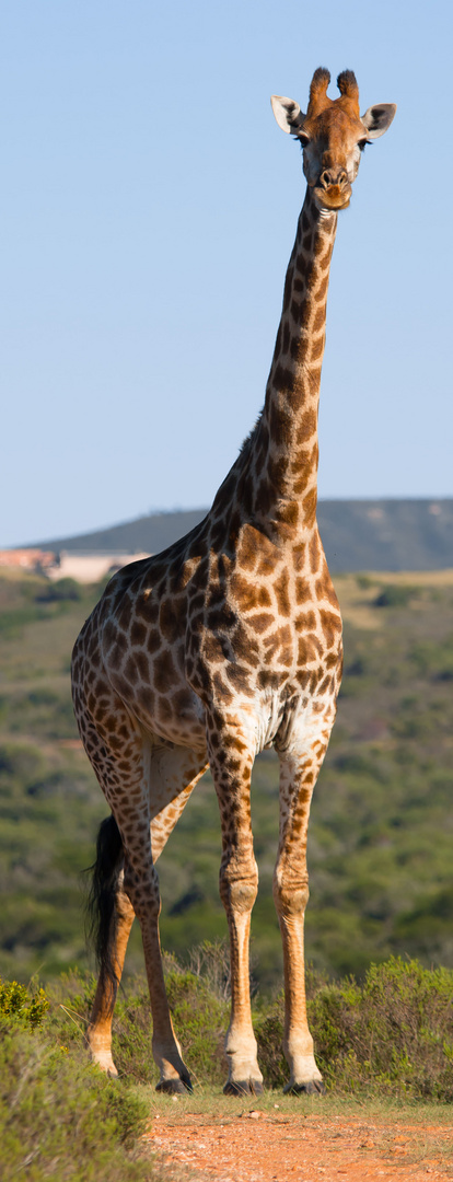 Giraffe auf unserem Weg