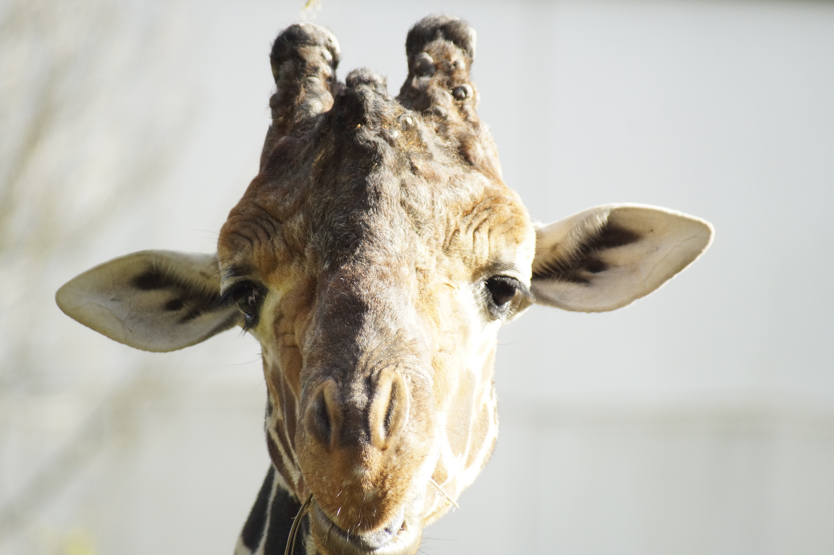 Giraffe Auge in Auge