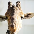 Giraffe Auge in Auge