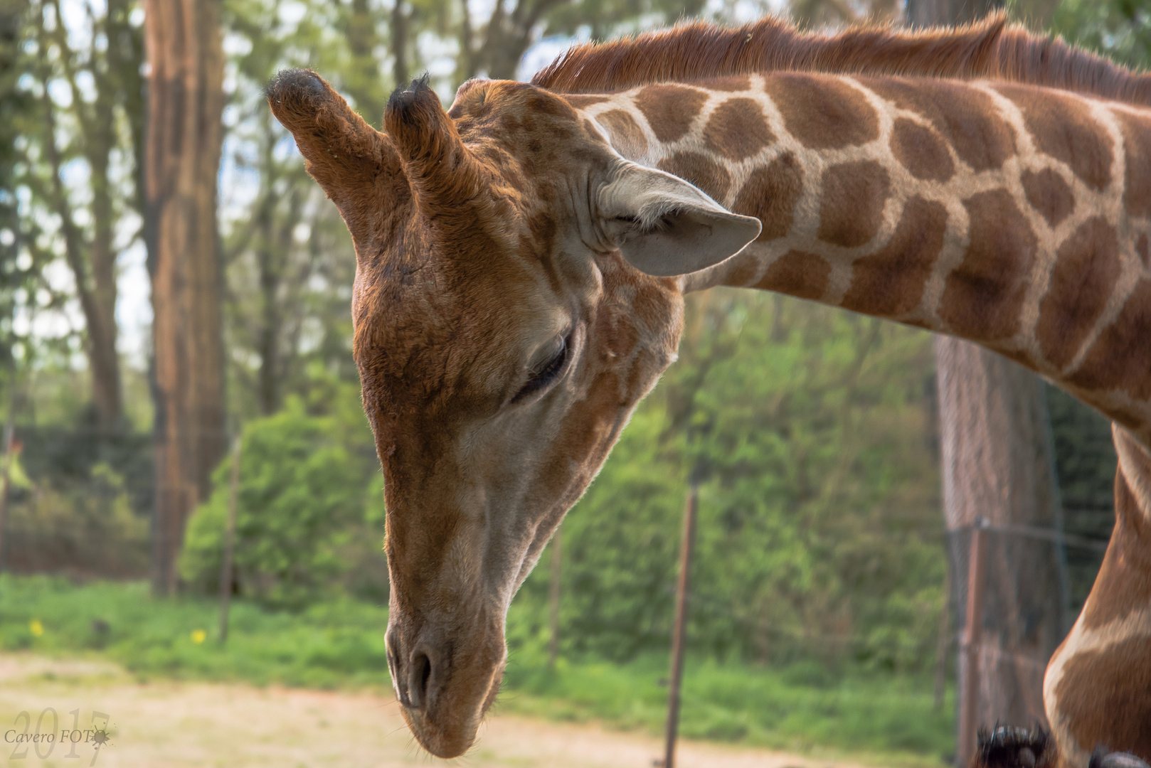 Giraffe aus dem Dortmunder Zoo