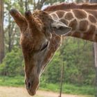 Giraffe aus dem Dortmunder Zoo