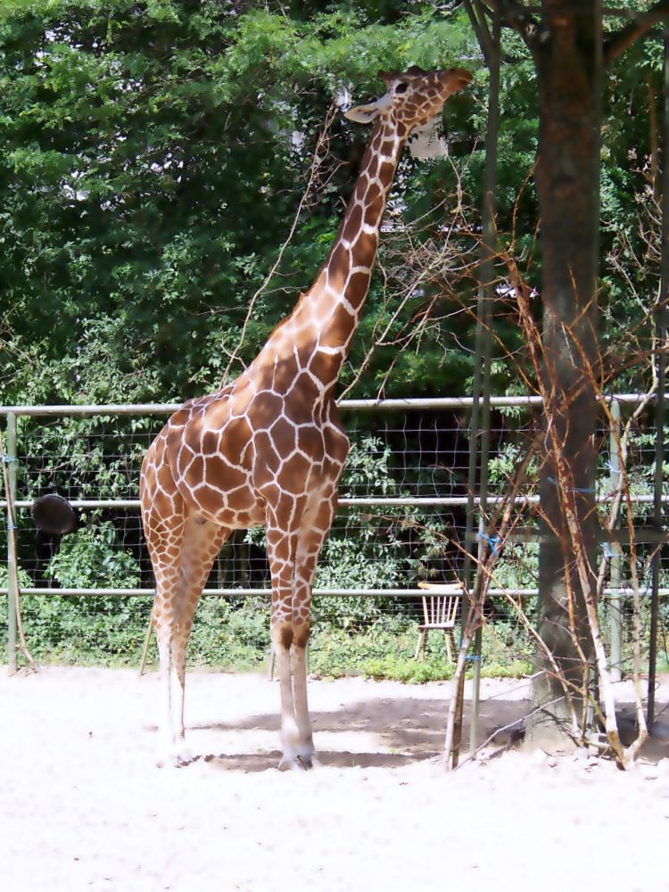 Giraffe aus dem Kölner Zoo