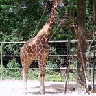 Giraffe aus dem Kölner Zoo