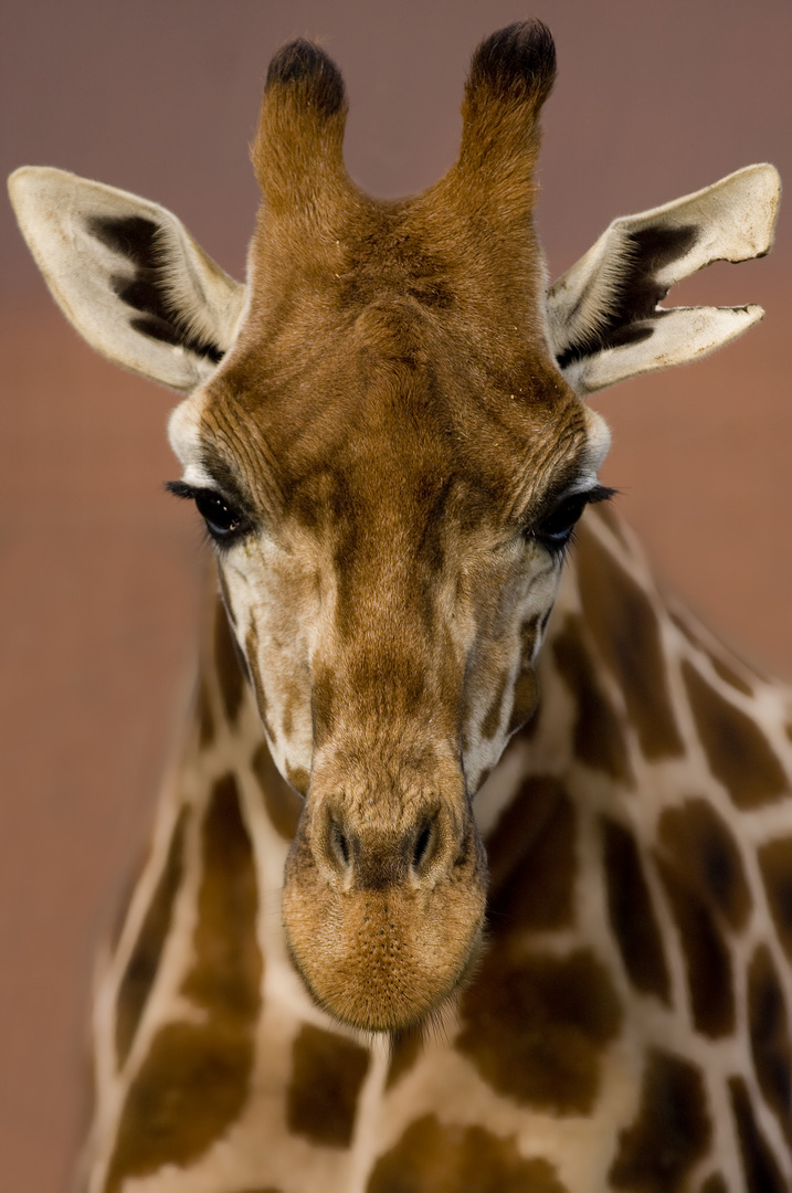 Giraffe aus dem Tierpark Berlin