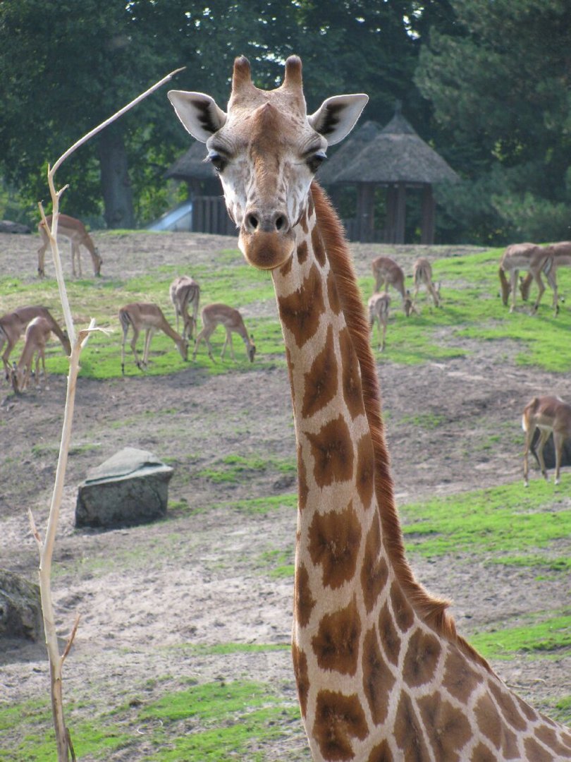 Giraffe aus dem ZOO in EMMEN (NL)