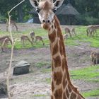 Giraffe aus dem ZOO in EMMEN (NL)