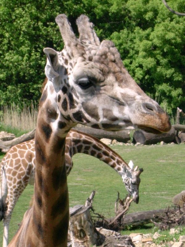 Giraffe aus dem Zoo Leipzig