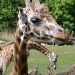 Giraffe aus dem Zoo Leipzig