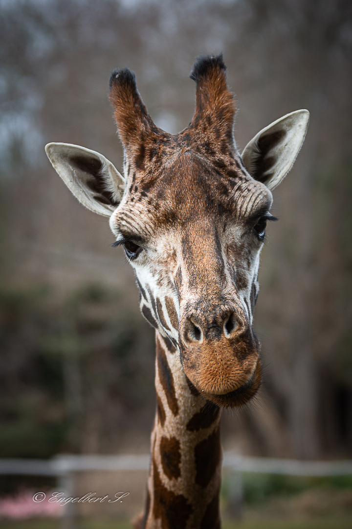 Giraffe aus dem Zoo Leipzig