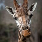 Giraffe aus dem Zoo Leipzig