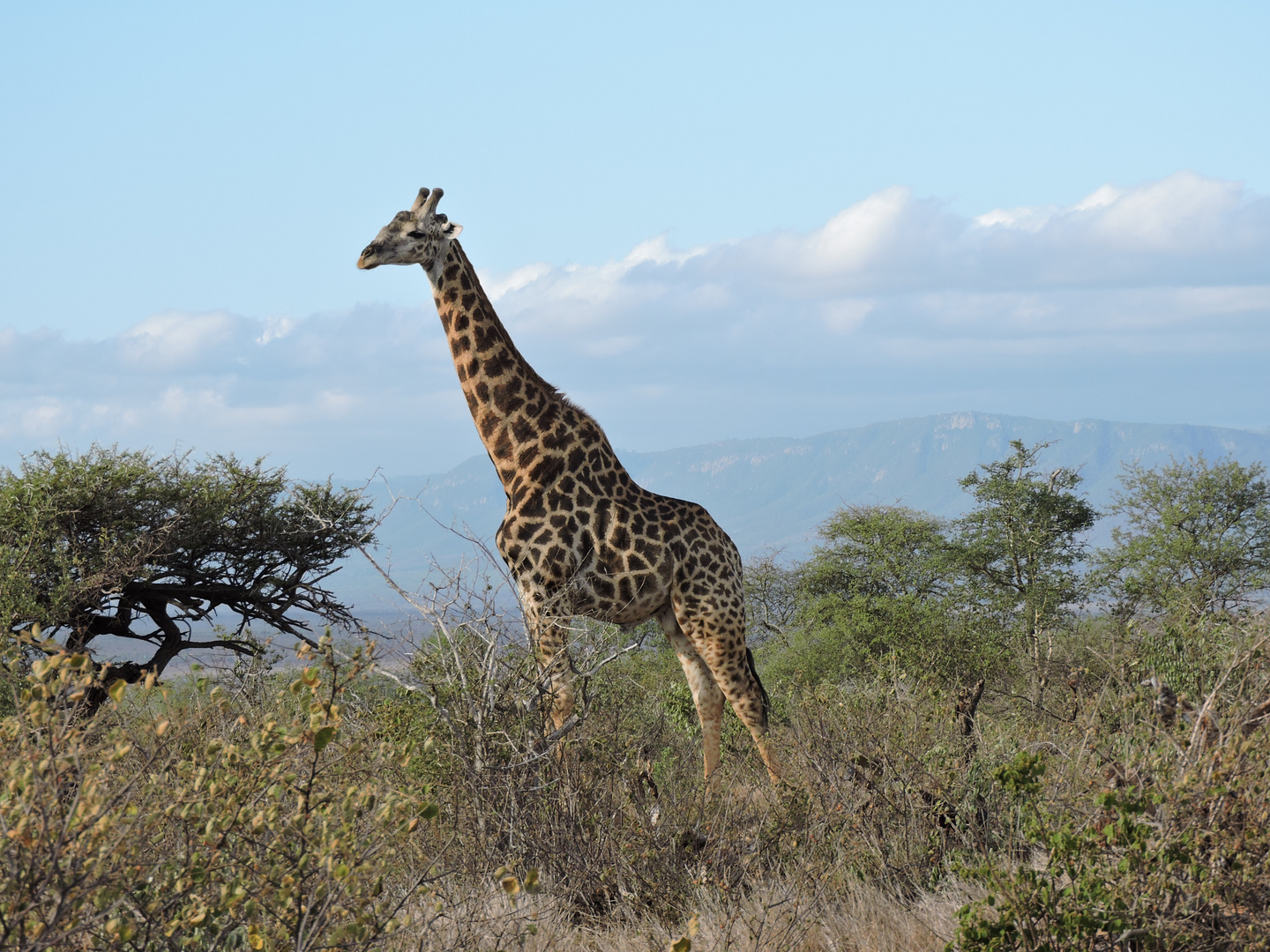 Giraffe aus der Nähe