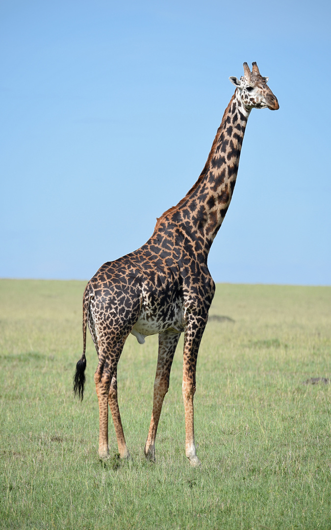 Giraffe