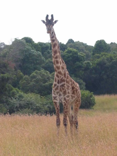 Giraffe