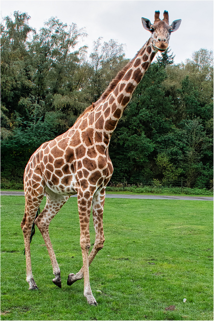 Giraffe