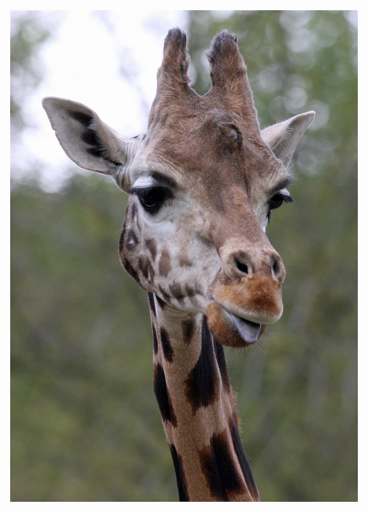 Giraffe