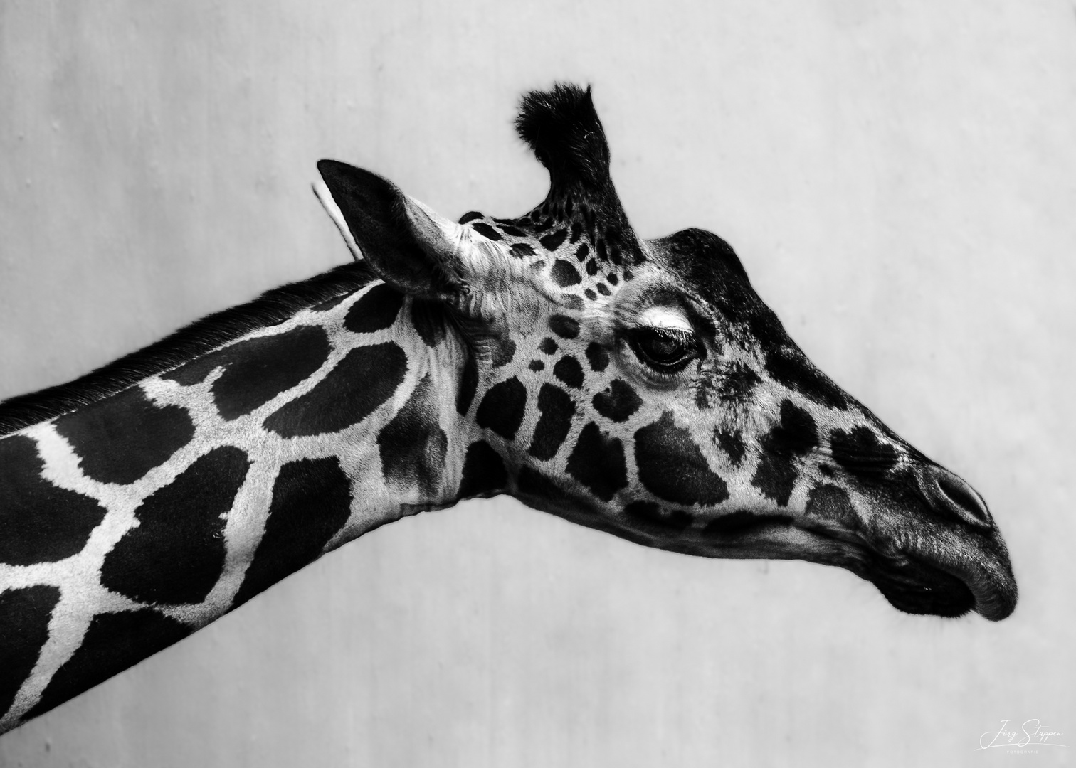 Giraffe Foto & Bild tiere, zoo, wildpark & falknerei, säugetiere