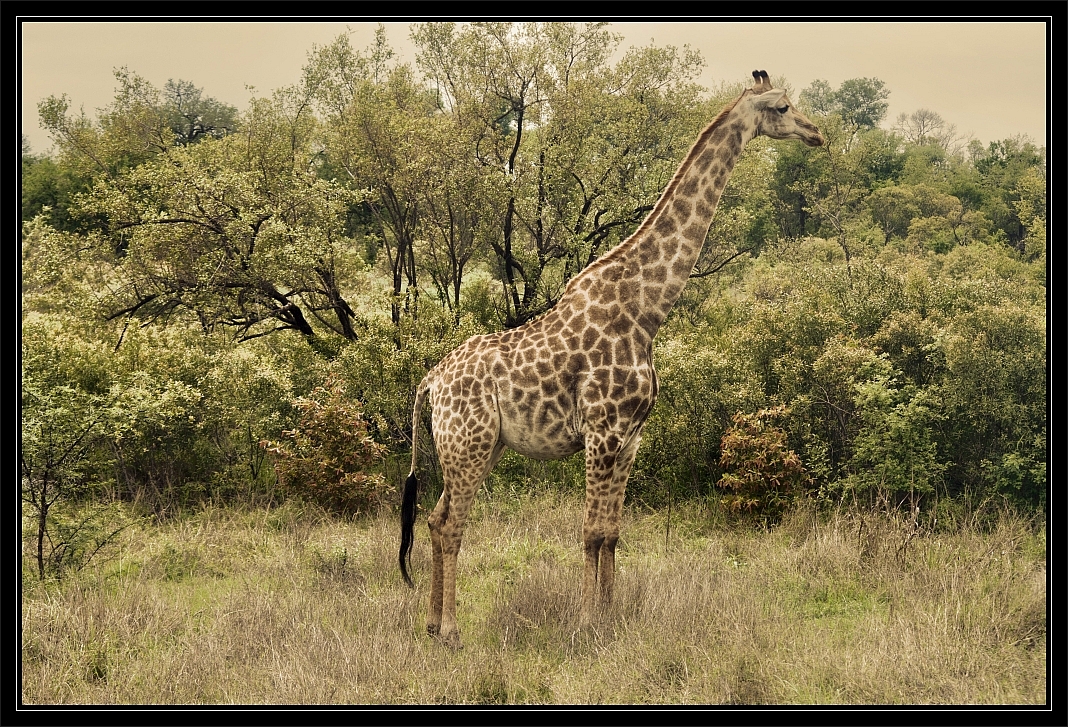 Giraffe