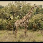 Giraffe